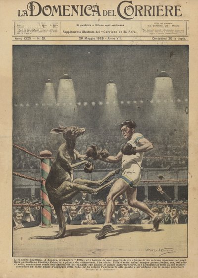 Il canguro pugilista da Achille Beltrame