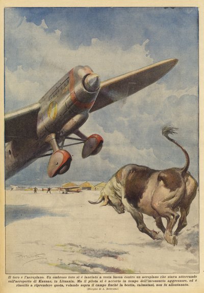 Il toro e l