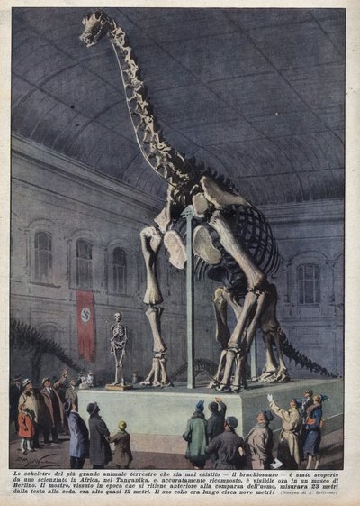 Installazione in un museo di Berlino, Germania, di uno scheletro di brachiosauro scoperto da uno scienziato in Africa. Illustrazione di Achille Beltrame in "La domenica del corriere" del 12/12/1937 da Achille Beltrame