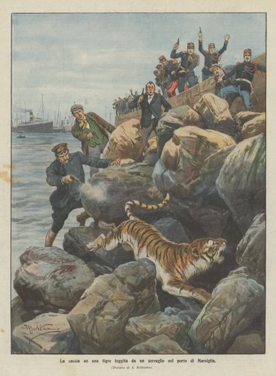 La caccia a una tigre fuggita da un serraglio nel porto di Marsiglia da Achille Beltrame
