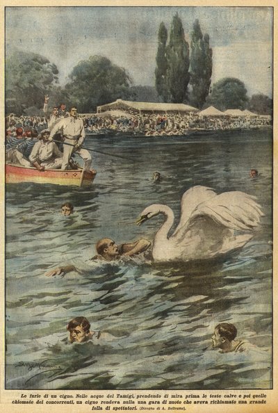 Le furie di un cigno da Achille Beltrame