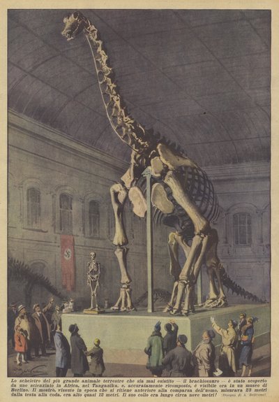 Lo scheletro del più grande animale terrestre che sia mai esistito, il brachiosauro da Achille Beltrame