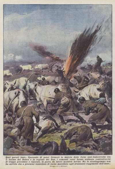 Quei poveri buoi da Achille Beltrame