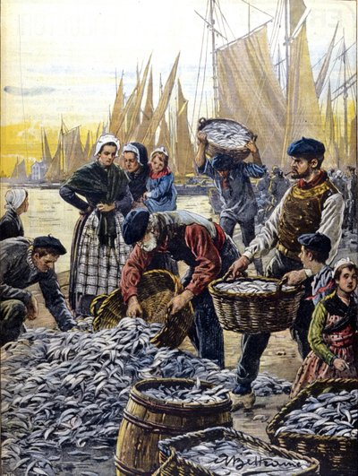 Pesca delle sardine in Bretagna nel 1903 illustrazione di Achille Beltrame da Achille Beltrame