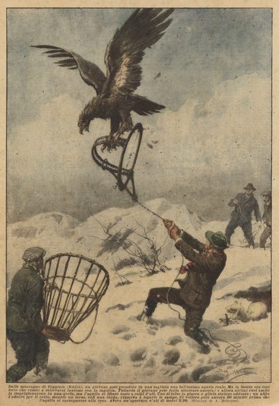Sulle montagne di Coggiola (Biella), un giovane poté prendere in una tagliola una bellissima aquila reale da Achille Beltrame