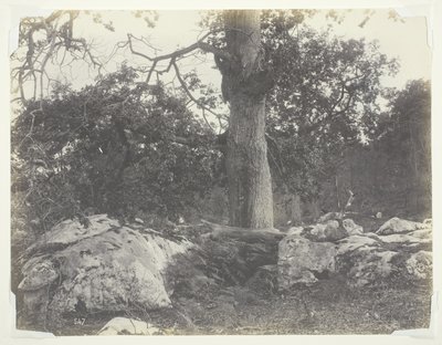 Foresta e rocce, Fontainebleau da Achille Quinet