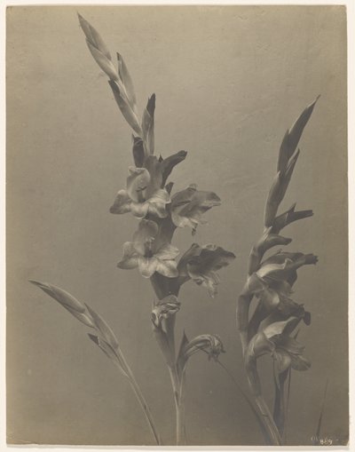 [Gladiolo] da Achille Quinet