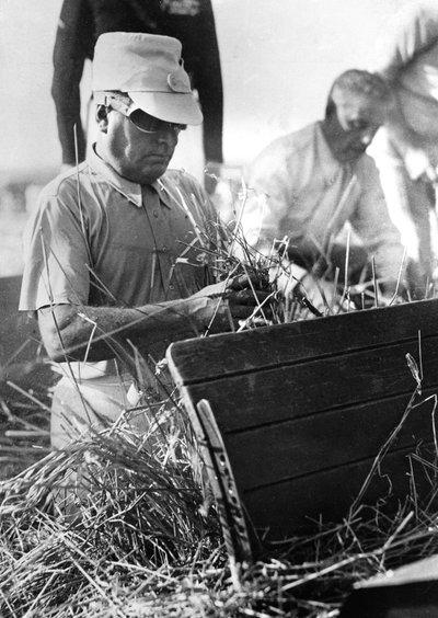 Mussolini partecipa alla mietitura del grano da Achille Villani