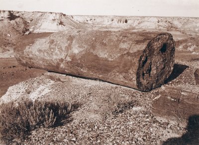 Il grande cannone di tronchi nella foresta pietrificata da Adam Clark Vroman
