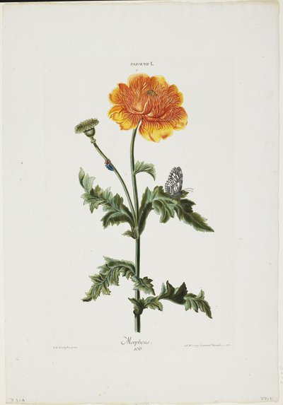 Papauer I. 106. Morfeo, da Hortus Nitidissimis, 1773 da Adam Louis Wirsing