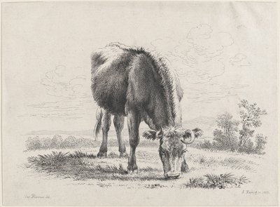 Mucca al pascolo da Adam von Bartsch