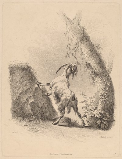 Capra in un Paesaggio da Adam von Bartsch
