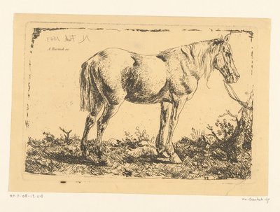 Cavallo legato a un albero da Adam von Bartsch