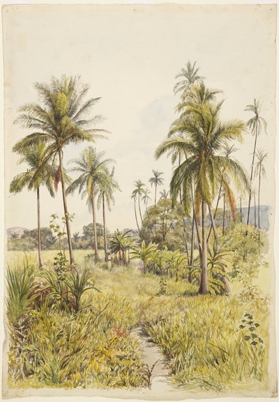 Palme, Colima da Adela Breton