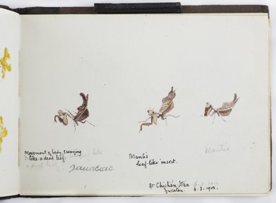 Taccuino di disegni e appunti, Nord e Sud America (incluso il Messico) da Adela Breton