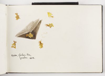 Taccuino di disegni a inchiostro e grafite e acquerelli da Adela Breton