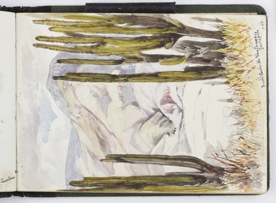 Taccuino di acquerelli, disegni e appunti, Messico, 1896-1898 da Adela Breton
