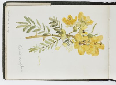 Taccuino di acquerelli, disegni e appunti, Messico, 1896-1898 da Adela Breton