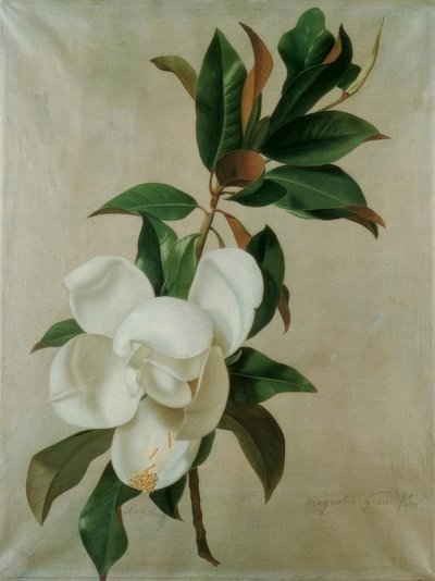 Magnolia da Adolf Senff