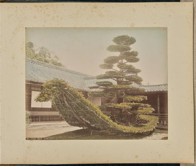 Albero di pino, Kinkakuji da Adolfo Farsari