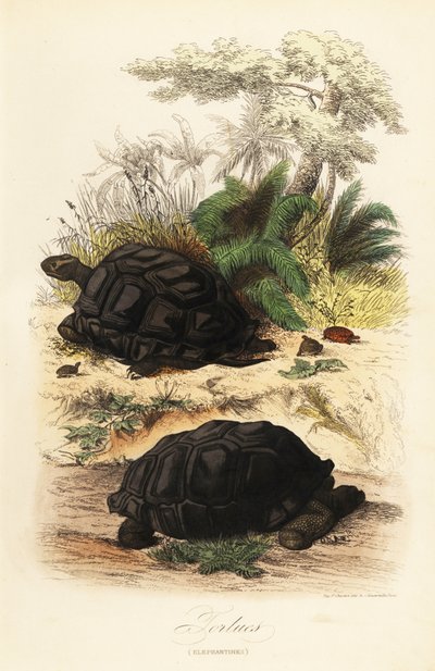 Tartaruga gigante di Aldabra, Aldabrachelys gigantea, vulnerabile da Adolph (after) Fries