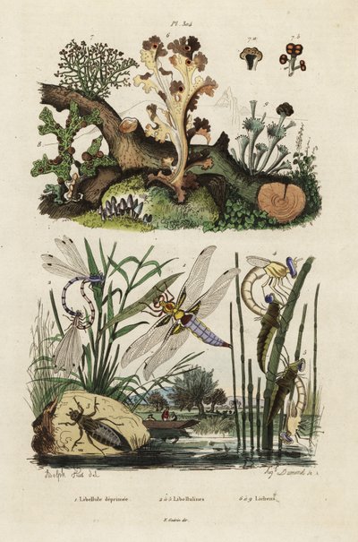 Libellula, libellula e licheni, 1834-1839 (incisione) da Adolph (after) Fries