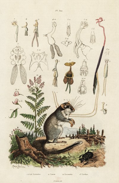 Ghiro, copepodi e coleottero, 1834-1839 (incisione) da Adolph (after) Fries