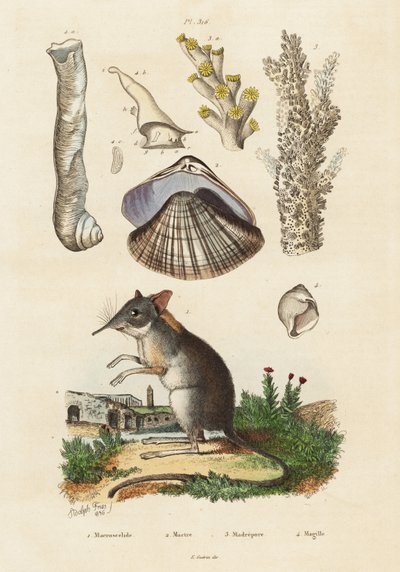 Toporagno elefante, vongola e coralli, 1834-1839 (incisione) da Adolph (after) Fries