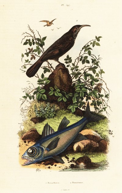 Babbler coronato grigio e pesce cardinale nero da Adolph (after) Fries
