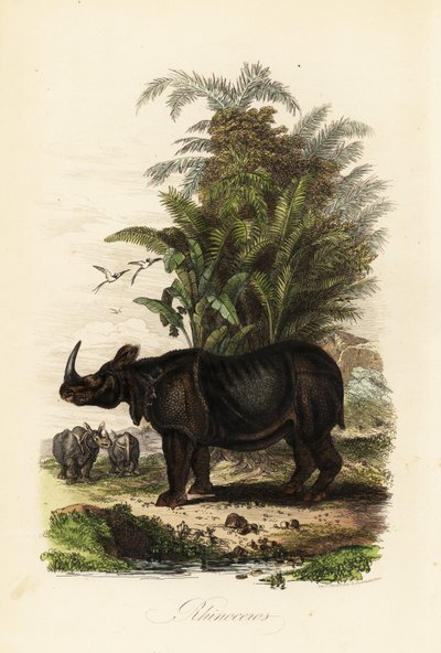 Rinoceronte indiano, Rhinoceros unicornis, vulnerabile da Adolph (after) Fries