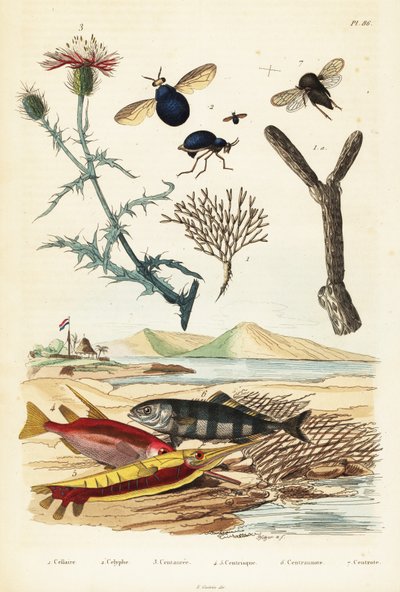 Fiordaliso, pesce e mosche scarabeo (incisione) da Adolph (after) Fries