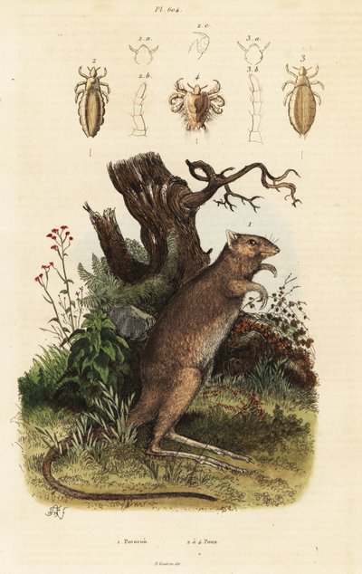 Potoroo dai piedi lunghi e specie di pidocchi da Adolph (after) Fries
