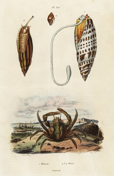 Conchiglie mitra e granchio verde aderente, 1834-1839 (incisione) da Adolph (after) Fries