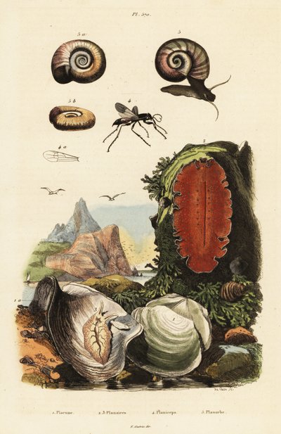 Ostrica, vespa ragno e lumaca da Adolph (after) Fries