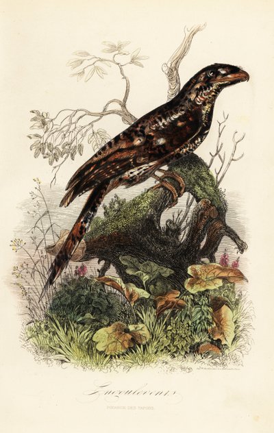 Podargo papuano, Podargus papuensis da Adolph (after) Fries
