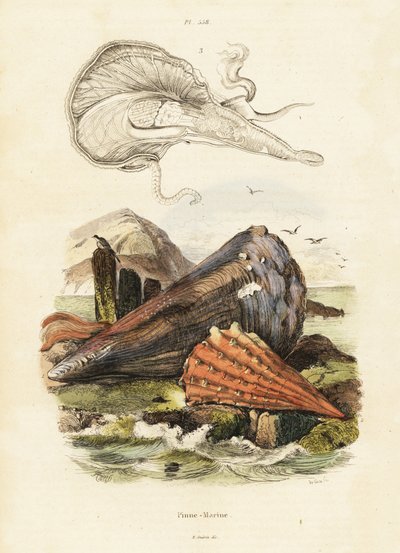 Conchiglie di penna o mitili a ventaglio, 1834-1839 (incisione) da Adolph (after) Fries