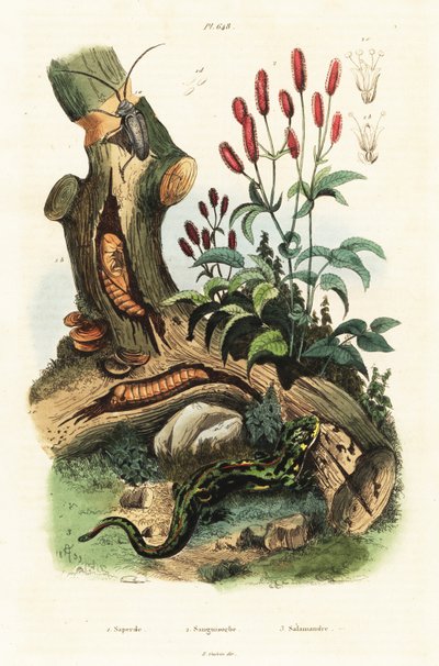 Salamandra, scarabeo e sanguisorba da Adolph (after) Fries