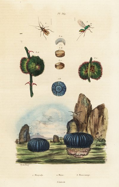 Anemone di mare e insetti, 1834-1839 (incisione) da Adolph (after) Fries