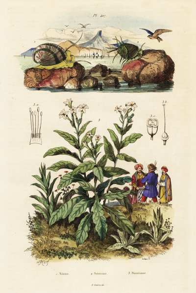 Lumache di mare e pianta di tabacco, 1834-1839 (incisione) da Adolph (after) Fries