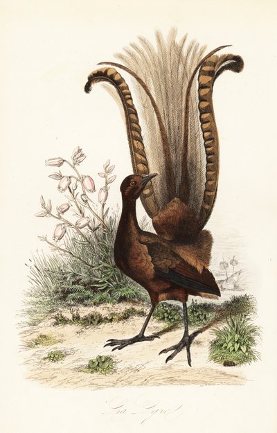 Uccello lira superbo, Menura novaehollandiae, la Lyre, e falsa azalea, Menziesia ferruginea da Adolph (after) Fries