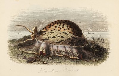 Porcellana tigre, Cypraea tigris da Adolph (after) Fries