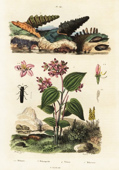 Lumache trombetta, coleotteri soldato e Clidemia, 1834-1839 (incisione) da Adolph (after) Fries
