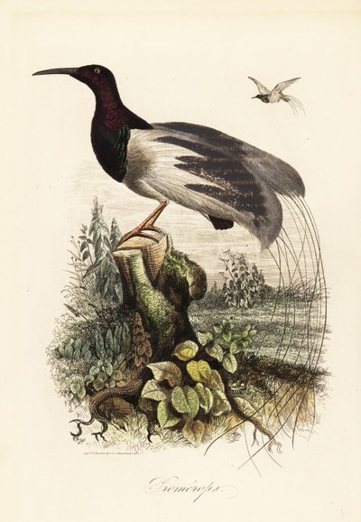 Uccello del paradiso a dodici fili, Seleucidis melanoleucus da Adolph (after) Fries