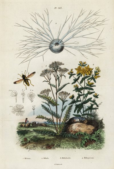 Achillea, iperico, foraminiferi e sirfidi, 1834-1839 (incisione) da Adolph (after) Fries