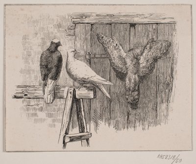 Le colombe da Johan Adolph Kittendorff