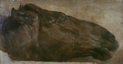 Studio di cavallo. Testa di profilo verso destra da Adolph Menzel