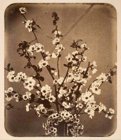 Natura morta floreale da Adolphe Braun