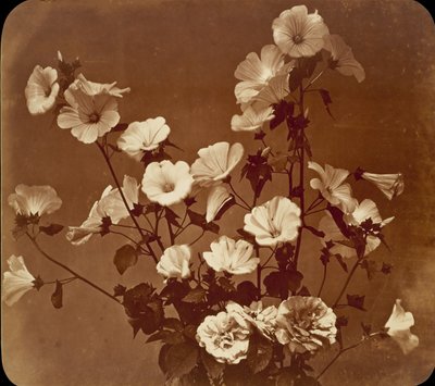 Studio di fiori, Rosa di Sharon da Adolphe Braun