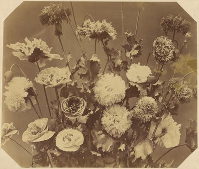 [Fiori] da Adolphe Braun