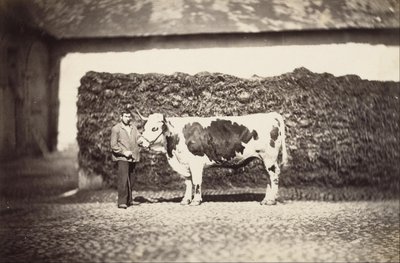 [Premio Bull] da Adolphe Braun